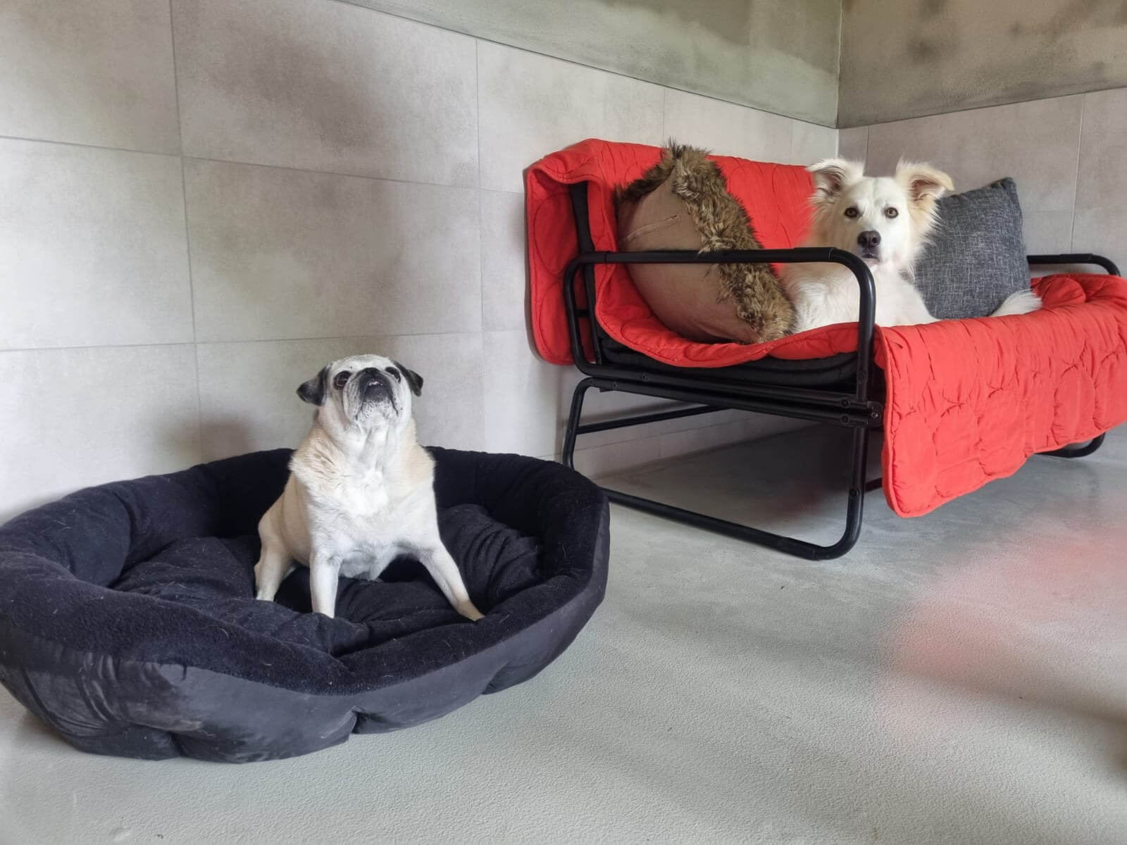 Sofa oder Bettchen? Für jeden Hund ein passendes Plätzchen
